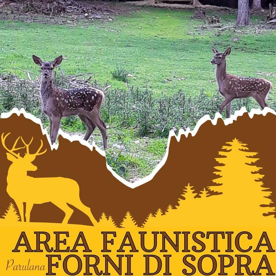 Albergo Meuble Tarandan フォルニ・ディ・ソプラ エクステリア 写真